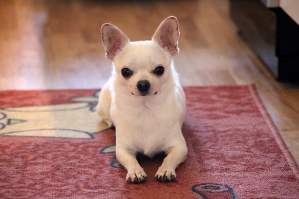 istock Chico the chihuahua 1496979129