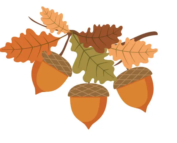 Vector illustration of Acorn Fall & Autumn Element