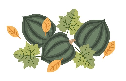 A cute fall acorn squash element for autumn invitations or concepts done in a cute style on a transparent background.
