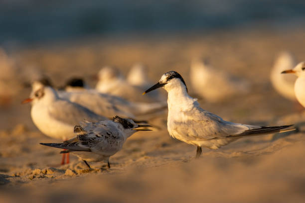 istock The Sandwich tern (Thalasseus sandvicensis) on a sandy beach at sunset 1496982662