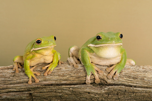 White Lipped Tree Frogs on thick branch