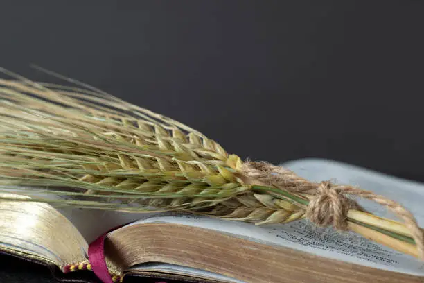Stalk of barley on open holy bible book with golden pages with a dark background. A close-up. Spring harvest season, Christian spiritual firstfruits, offering to God Jesus Christ, biblical concept.