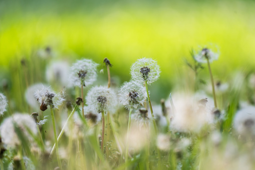 Dandelions on a green field during the day