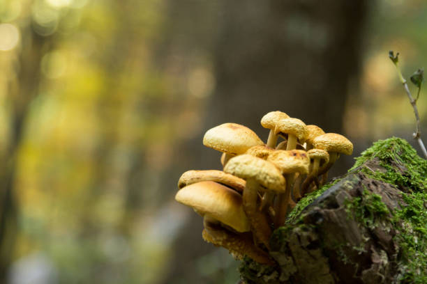 istock Mushrooms on tree trunk. Autumn landscape. Brown mushrooms 1496983010