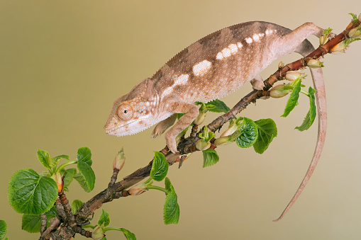 Diego Suarez region Panther Chameleon climbing a tree branch