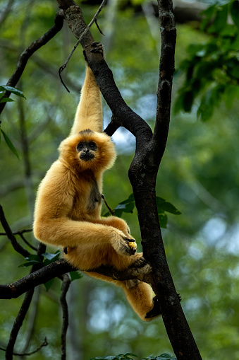 The yellow-cheeked gibbon, also called the golden-cheeked gibbon, the yellow-cheeked crested gibbon, the golden-cheeked crested gibbon, the red-cheeked gibbon, or the buffed-cheeked gibbon, is a species of gibbon native to Vietnam, Laos, and Cambodia
