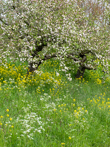 pink and white apple blossoms and yellow spring flowers in long green grass