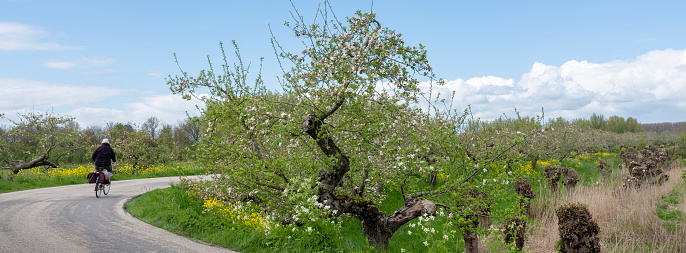 woman on bicycle passes flowering apple trees on dike in the netherlands under blue spring sky