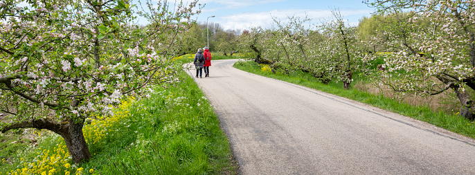 people walk on apple dike full of flowering fruit trees in betuwe near tricht and geldermalsen in the netherlands in spring