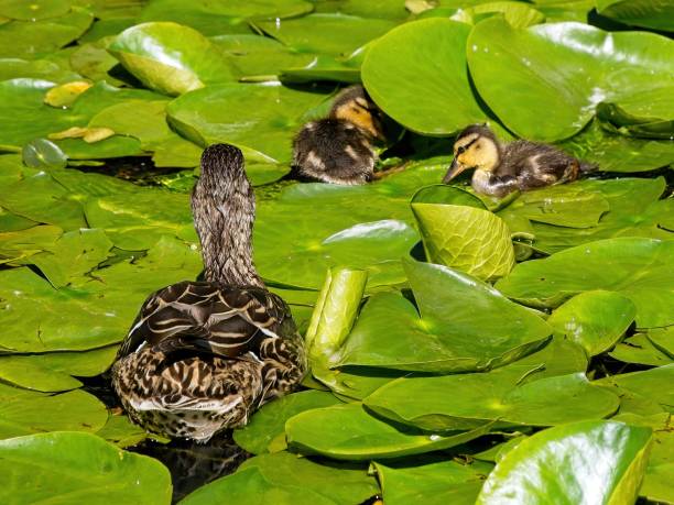 istock Small ducklings swim in the pond with lily pads 1496985723