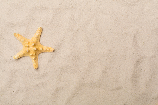 Starfish on sand, top view