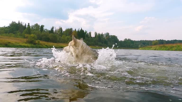 Husky dog swims across the river, close-up. Underwater footage of a swimming dog