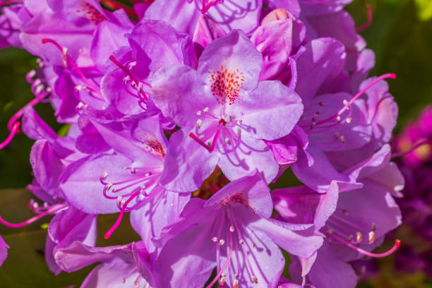 Macro view of blooming pink rhododendron flower.