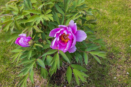 Beautiful view of blooming pink peony on green lawn background.