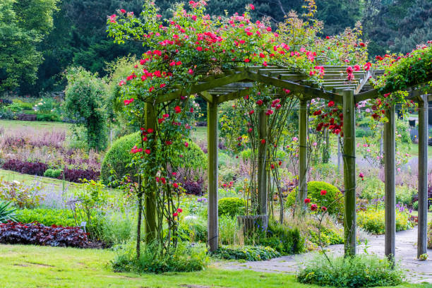 istock Flowers. Beautiful, vivid, colorful roses 1496989464