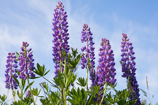 Close up purple lupines blossom. Beautiful sunny rural meadow. Blue sky with clouds.