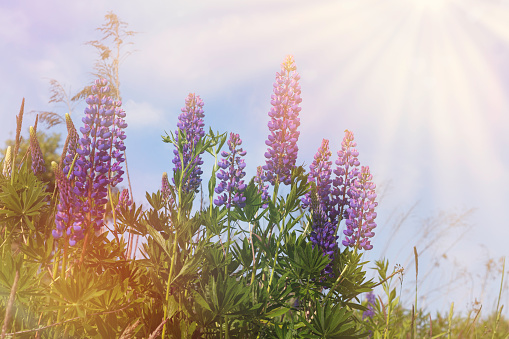Close up purple lupines blossom. Morning sky with sun rays. Beautiful sunny rural meadow.