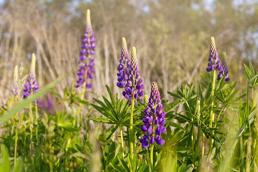 Close up purple lupines blossom. Beautiful sunny rural meadow. Copy space, quiet living landscape.