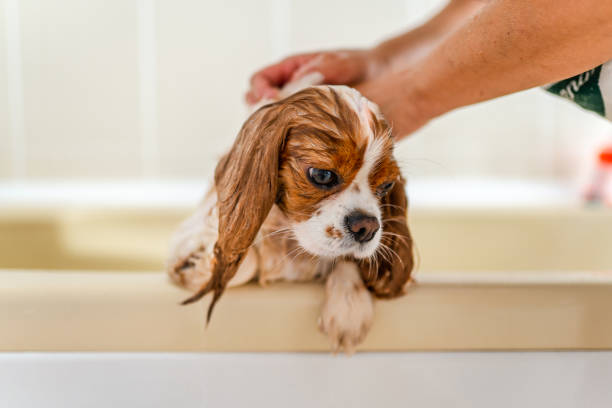 istock Cute Cavalier King Charles Spaniel Having a Bath at Home 1496991150