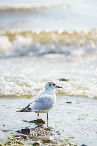 A seagull stands on the beach by the sea