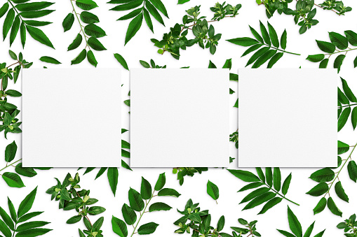 Composition of green leaves and white watercolor sheets of paper on a white background. Tree branches with leaves, blank cards. Nature mockup, ecology poster. Top view, flat lay, close up, copy space