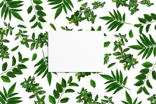 Composition of green leaves and white watercolor sheet of paper on a white background. Tree branches with leaves, blank card. Nature mockup, ecology poster. Top view, flat lay, close up, copy space