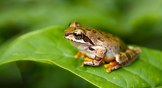 beautiful frog in high definition on a small leaf in the amazon with light green defocused background by day