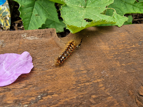 Close up of a hairy caterpillar