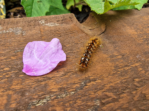 Close up of a hairy caterpillar