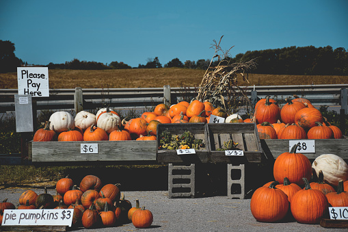 Display of orange pumpkins in crates for sale at farmers market in the countryside in the Fall