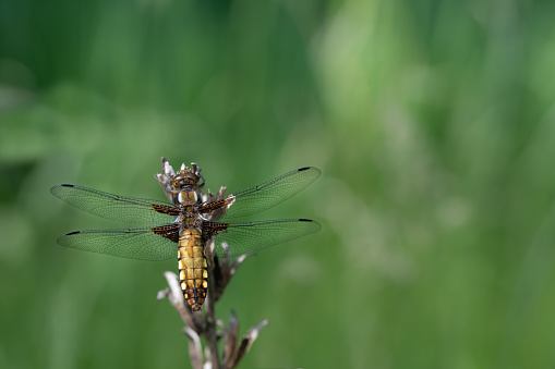 a female flat-bellied dragonfly (Libellula depressa) perches on a withered branch. In the background a green meadow. There is a lot of space for text. The dragonfly is photographed from above