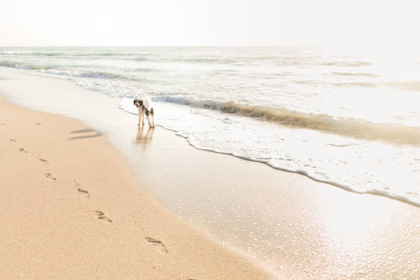 A Happy Black & White Fluffy Dog on a Glistening Beach Shore at Sunrise in Palm Beach, Florida in 2023. A set of Human Foot Prints in the sand.