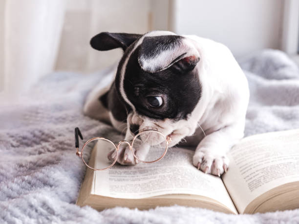 istock Cute puppy, glasses and old book. Close-up 1496995077