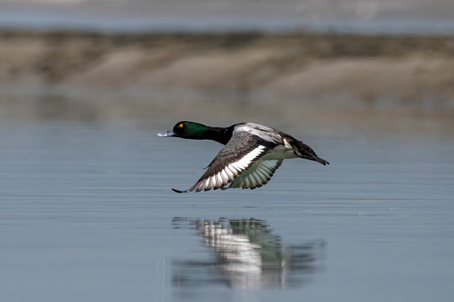 Greater scaup (Aythya marila), just scaup in Europe or, colloquially, bluebill in North America, a mid-sized diving duck, observed in Gajoldaba in West Bengal, India