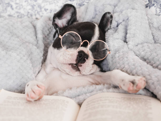 istock Cute puppy, glasses and old book. Close-up 1496995141