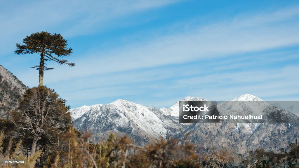 Mapunao Tree Chilean Araucaria Traditional Mapuche Tree With Snowy Mountain Range In ...