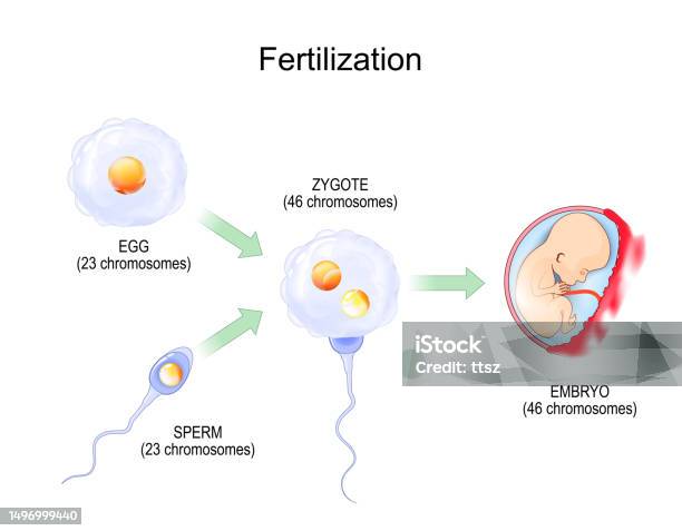 Frtilization Fertilization Fertilisation From Egg Plus Sperm To Zygote And Embryo ...