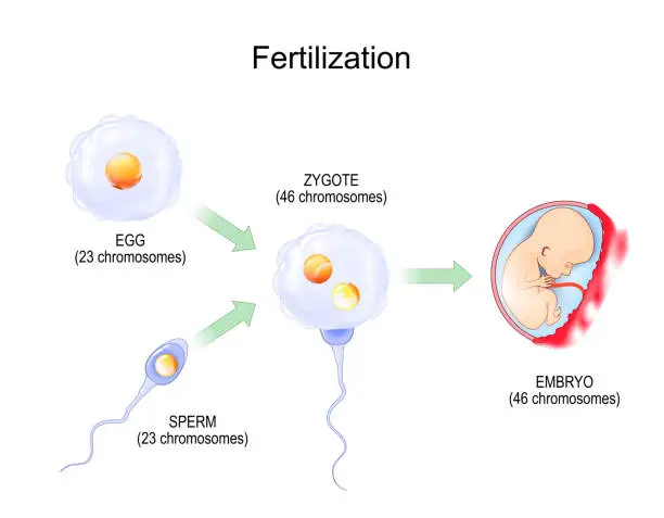 Vector illustration of Fertilization. Fertilisation from egg plus sperm to zygote and Embryo.