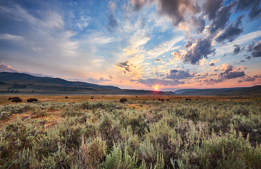 A bison herd meanders through the Lamar Valley as the sun is about to set over Yellowstone National Park, Wyoming