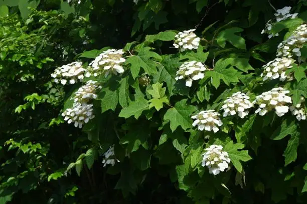 Oakleaf hydrangea ( Hydrangea guercifolia ) flowers. Hydrangeaceae deciduous plants. White flowers bloom in a pyramid shape around June.