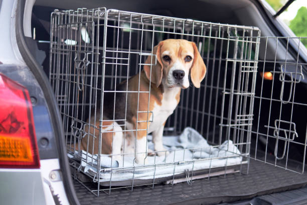 istock The beagle dog in a cage. 1497005968