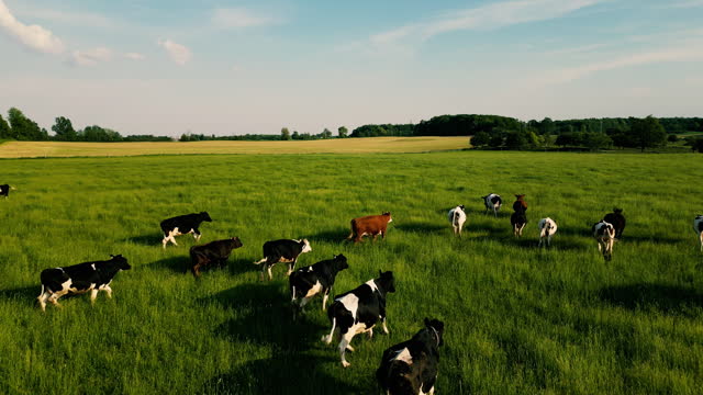 Aerial shot of cows running on pasture