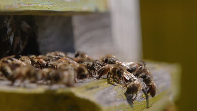 Slow motion macro close up of homegrown bees