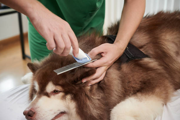 istock Groomer Shaving off Clotted Hair 1497007861