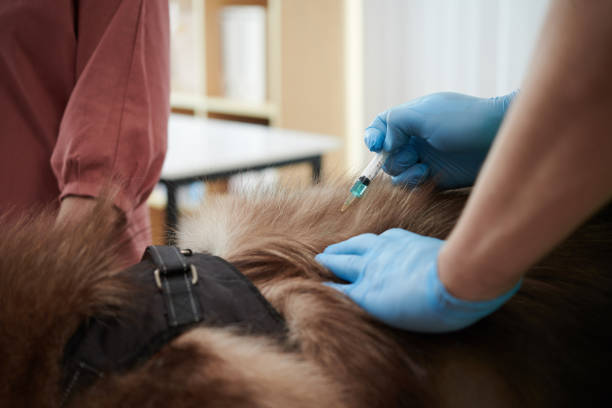 istock Veterinarian Injecting Vaccine 1497007866