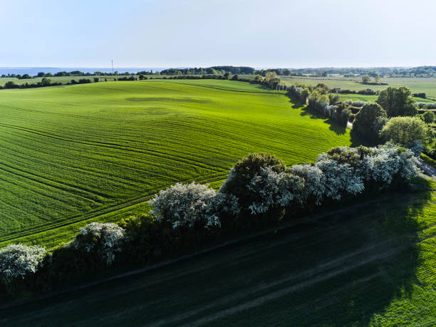 istock Agricultural field with crop - plant 1497007889