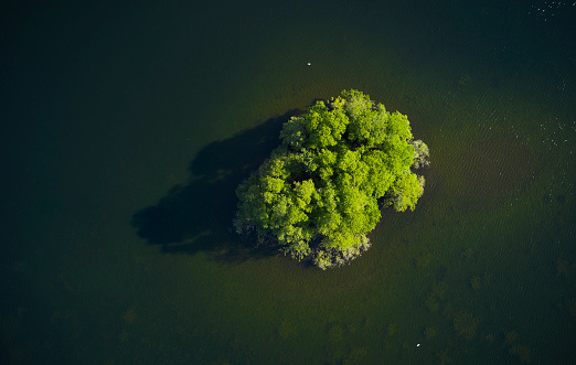 Aerial view of Danish nature. Group of beech trees on small island