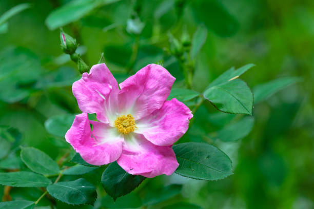 rosa silvestre de nootka, salt spring island, bc canadá - rosa salvaje fotografías e imágenes de stock