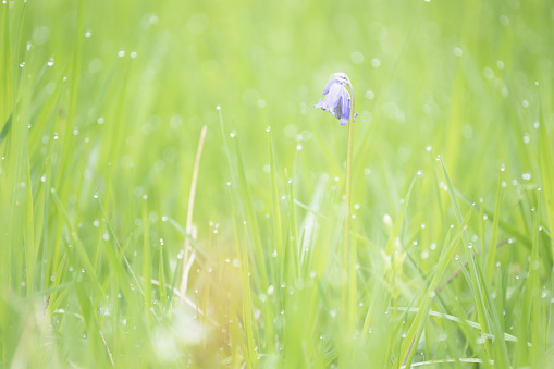 Water droplets and dew with a lone bluebell wildflower in a Spring woodland forest at Kinclaven Wood, Perth and Kinross, Scotland, UK.