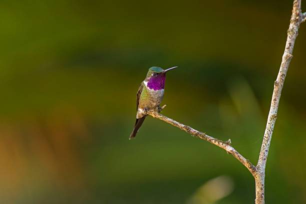 istock Vibrant hummingbird perched on a lush green tree branch 1497009738